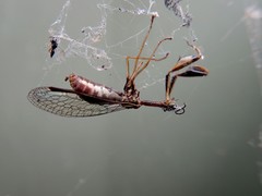 Spaminta minjerribae