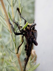 Blepharotes splendidissimus