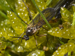 Australosymmerus aculeatus