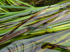 Ischnura gemina