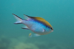 Chromis nitida