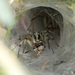Arañas de Tunel - Photo (c) Анатолий Озерной /Anatoliy Ozernoy, algunos derechos reservados (CC BY-SA)