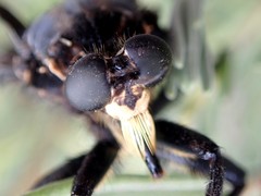 Blepharotes splendidissimus