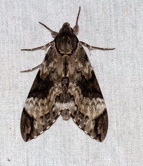Psilogramma renneri