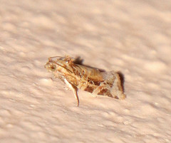 Argyrotaenia montezumae