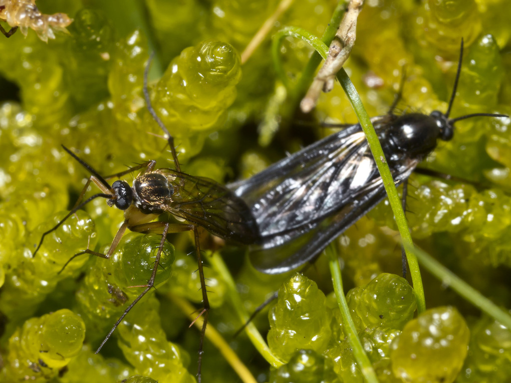 Australosymmerus aculeatus