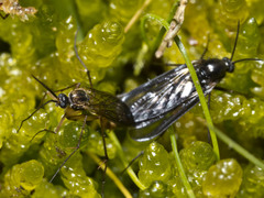 Australosymmerus aculeatus