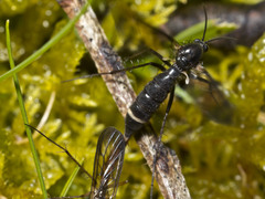 Australosymmerus aculeatus