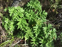 Angelica hendersonii