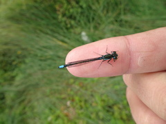 Ischnura gemina