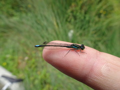Ischnura gemina