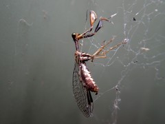 Spaminta minjerribae