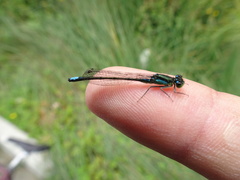 Ischnura gemina