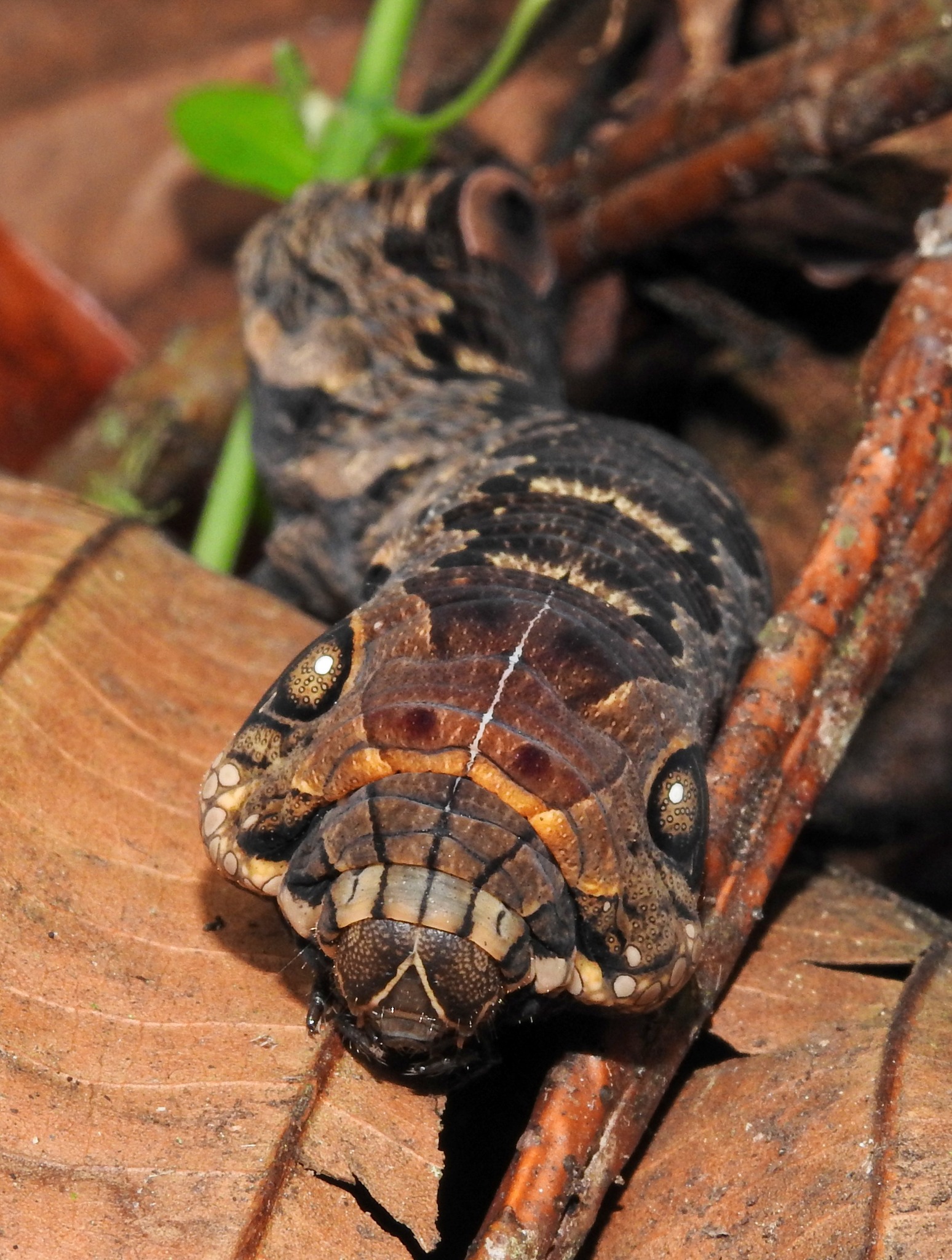 Bedstraw Hawk-moth (Pennsylvania Moths) · iNaturalist