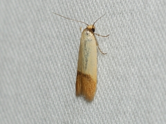 Tachystola stenoptera