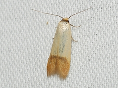 Tachystola stenoptera