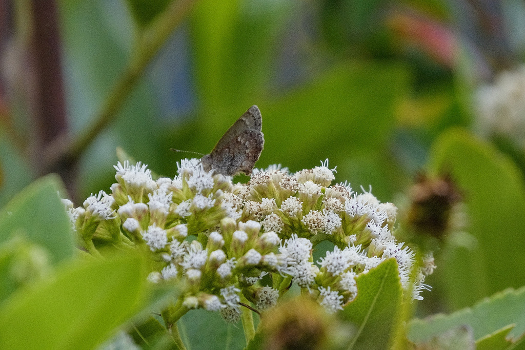 Rhamma comstocki