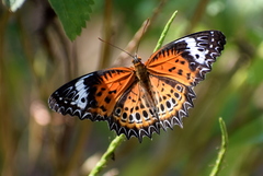 Cethosia mahratta