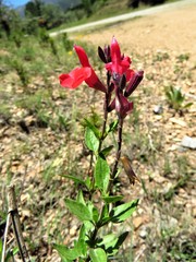 Salvia greggii