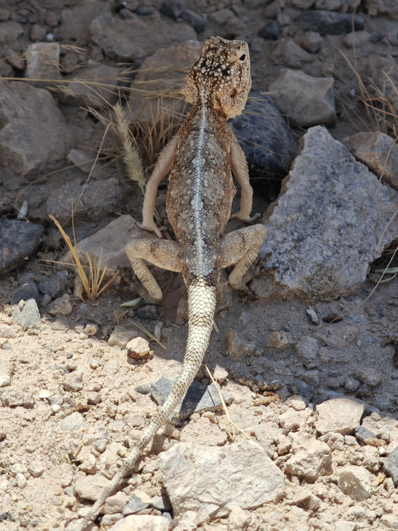Agama anchietae Bocage, 1896
