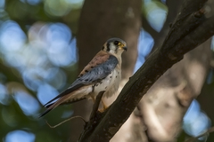 Falco sparverius dominicensis