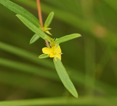 Hibbertia salicifolia