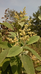 Buddleja cordata