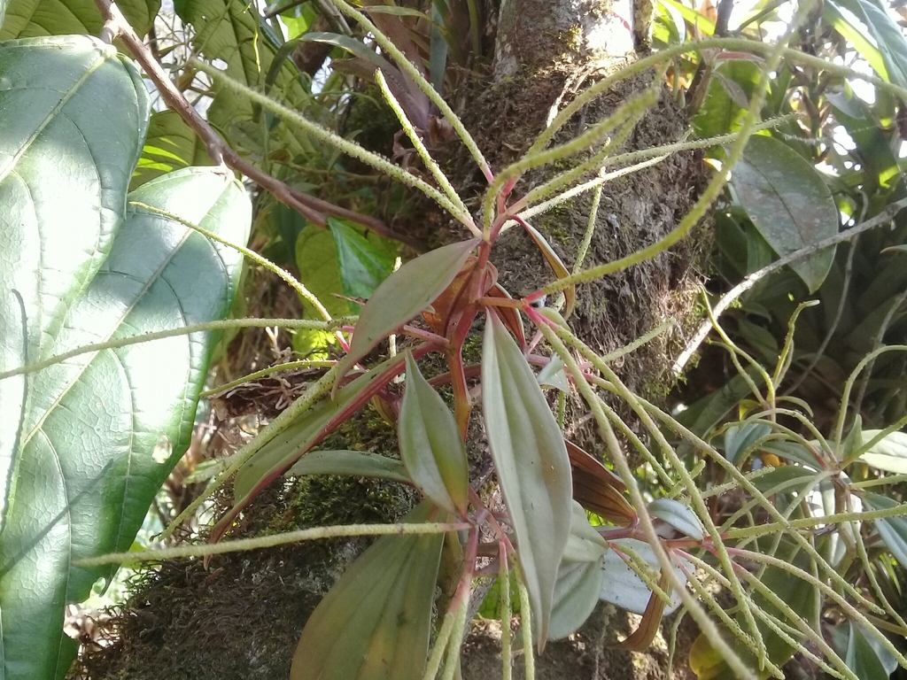 Peperomia versicolor