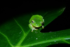 Zhangixalus taipeianus