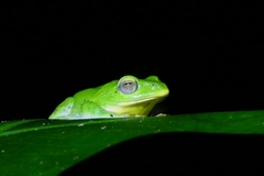 Zhangixalus taipeianus