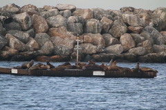Zalophus californianus