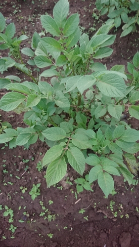 potato