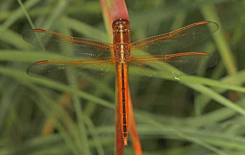 Needham's Skimmer photo 4