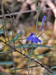 Lobelia sublibera