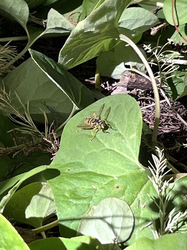 Unknown species found near The University of North Carolina at Chapel Hill, Chapel Hill, NC, US