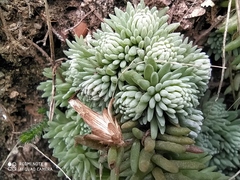 Sedum alamosanum