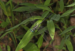 Stenogomphurus rogersi