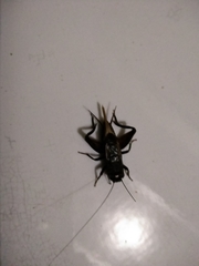 Orthoptera