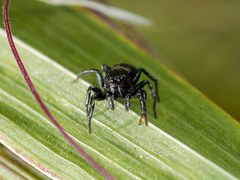 Heliophanus potanini