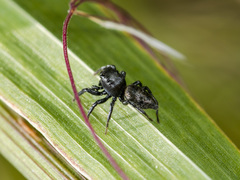 Heliophanus potanini
