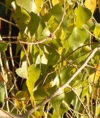 Populus mexicana dimorpha
