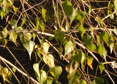 Populus mexicana dimorpha
