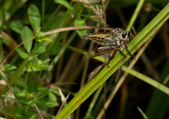 Zosteria clivosa