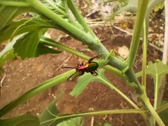 Sagra femorata