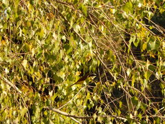 Populus mexicana dimorpha