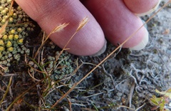 Rytidosperma thomsonii