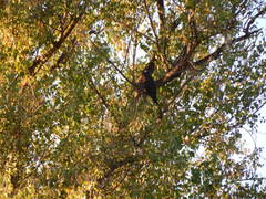 Populus mexicana dimorpha