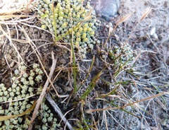 Rytidosperma thomsonii