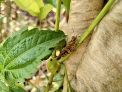 Orthoptera
