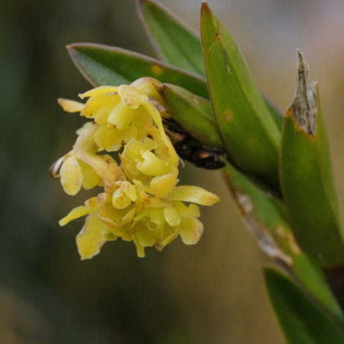 Epidendrum zipaquiranum, photograph 4